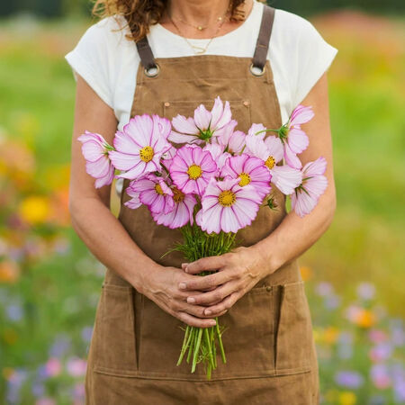 Picotee, Cosmo Seeds - Packet image number null